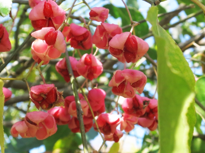 Euonymus maackii image