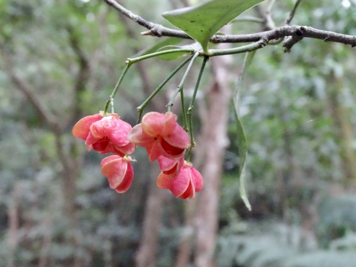 Euonymus nitidus image