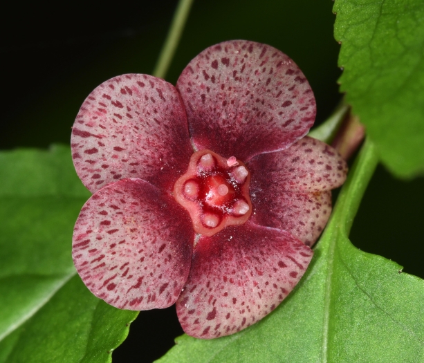Euonymus occidentalis image