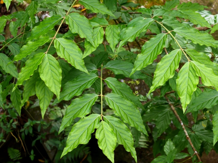 Euonymus oxyphyllus image