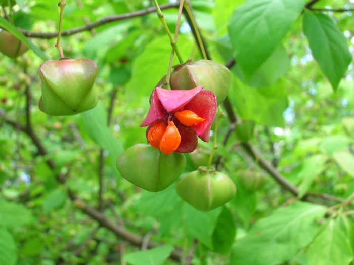 Euonymus sachalinensis image