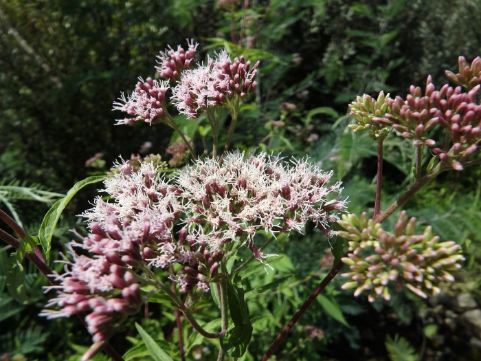 Eupatorium cannabinum image