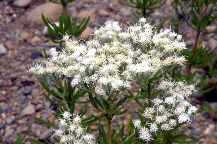 Eupatorium hyssopifolium image