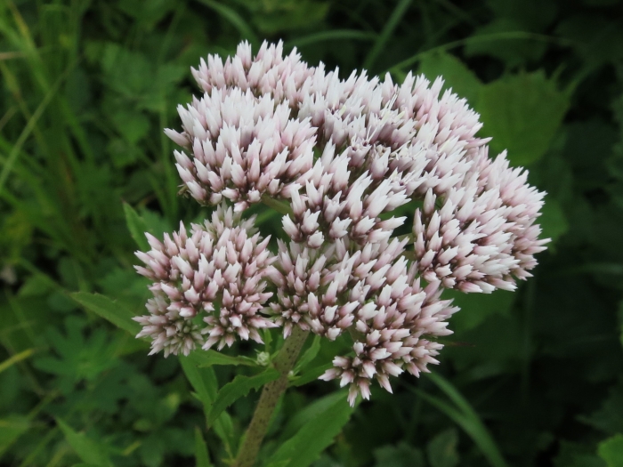 Eupatorium lindleyanum image