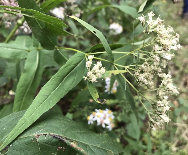 Eupatorium sessilifolium image