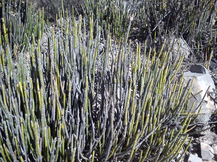 Euphorbia antisyphilitica image