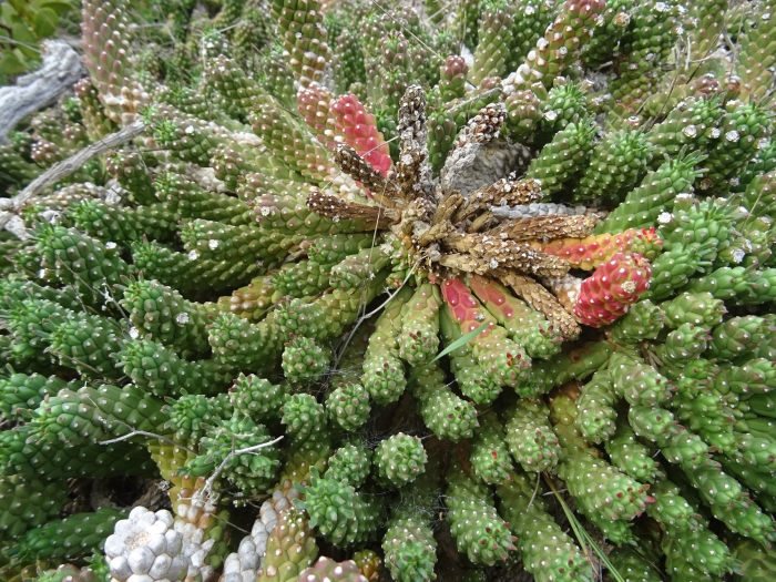 Euphorbia caput-medusae image