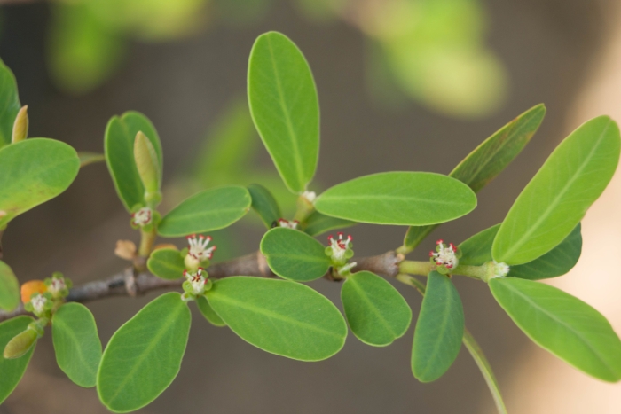 Euphorbia celastroides image