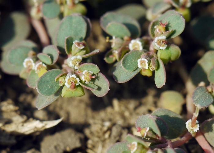 Euphorbia chamaesyce image