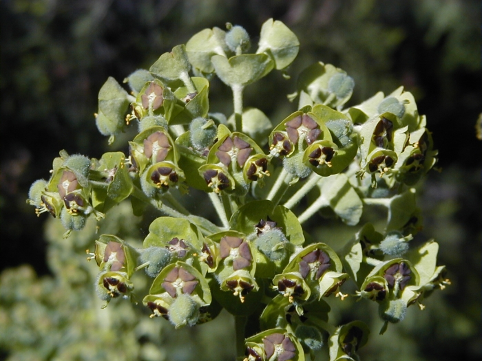 Euphorbia characias image