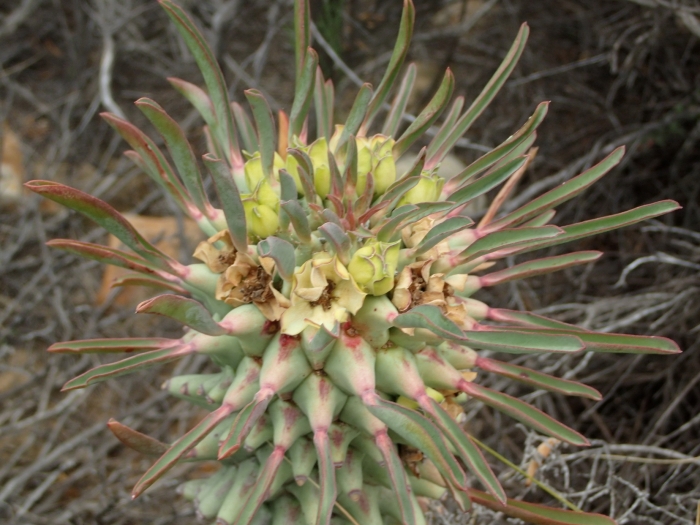Euphorbia clandestina image