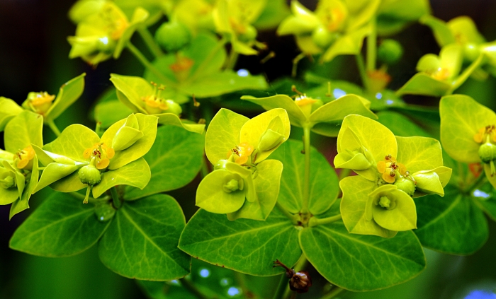 Euphorbia cornigera image