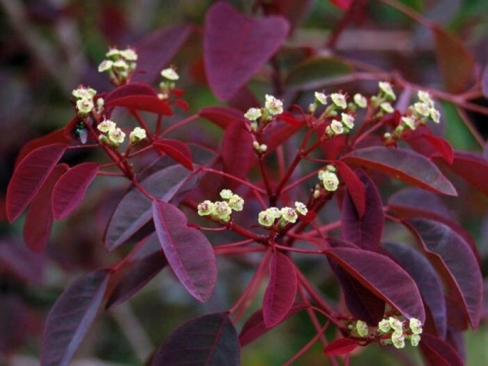 Euphorbia cotinifolia image