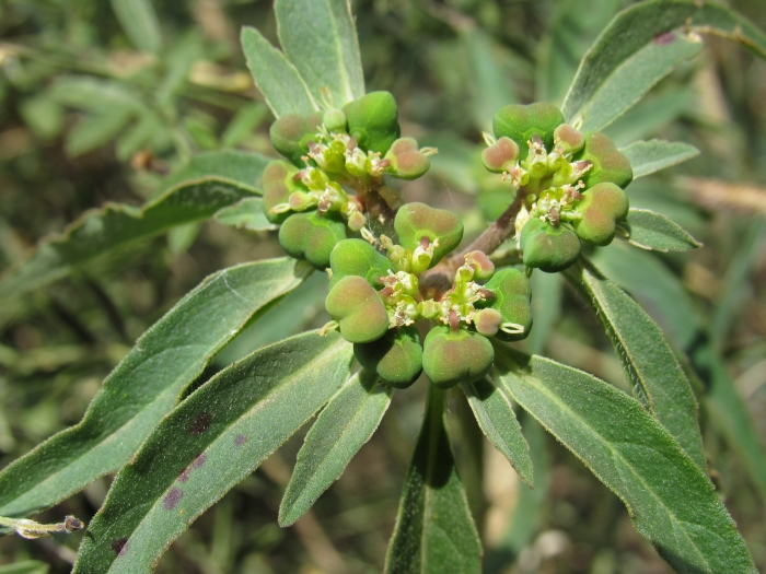 Euphorbia dentata image