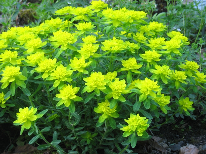 Euphorbia epithymoides image