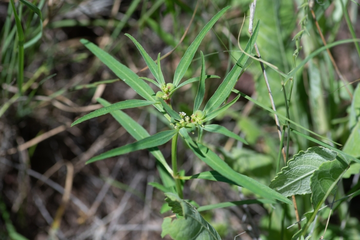 Euphorbia exstipulata image