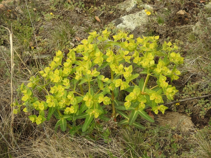 Euphorbia fischeriana image