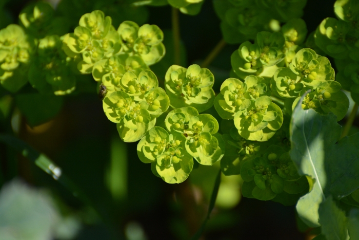 Euphorbia helioscopia image