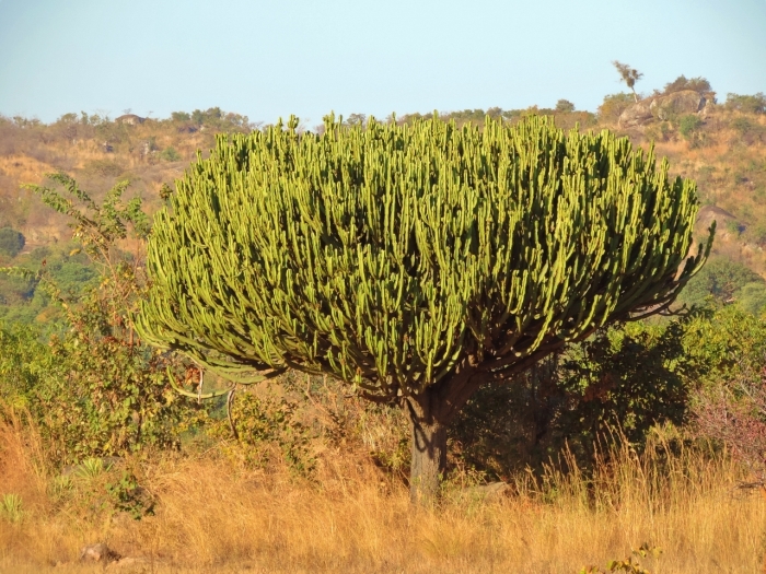 Euphorbia ingens image