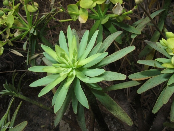 Euphorbia lamarckii image