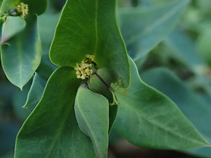Euphorbia lathyris image