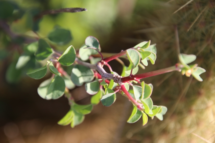 Euphorbia misera image