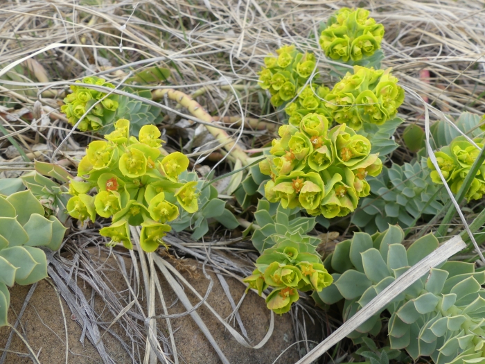 Euphorbia myrsinites image