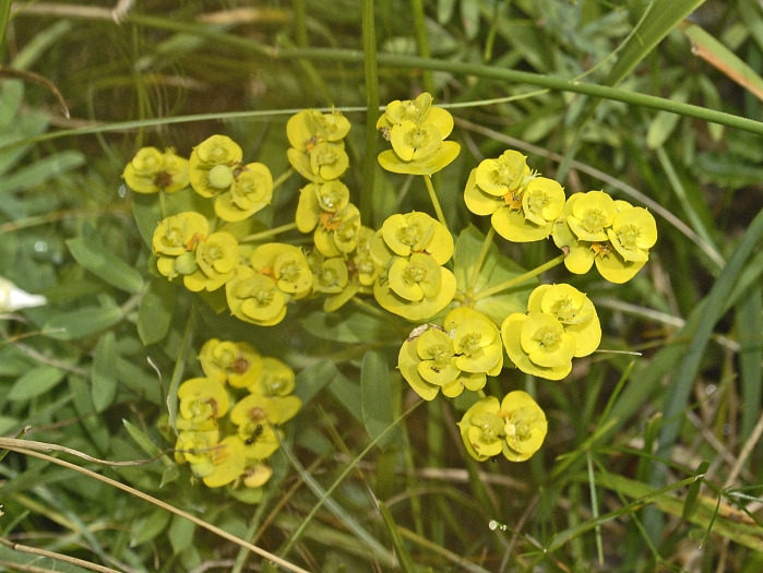 Euphorbia nicaeensis image