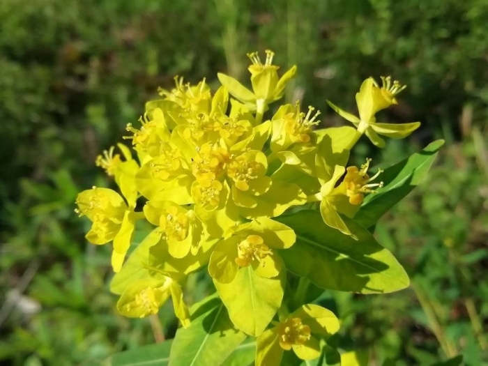Euphorbia palustris image