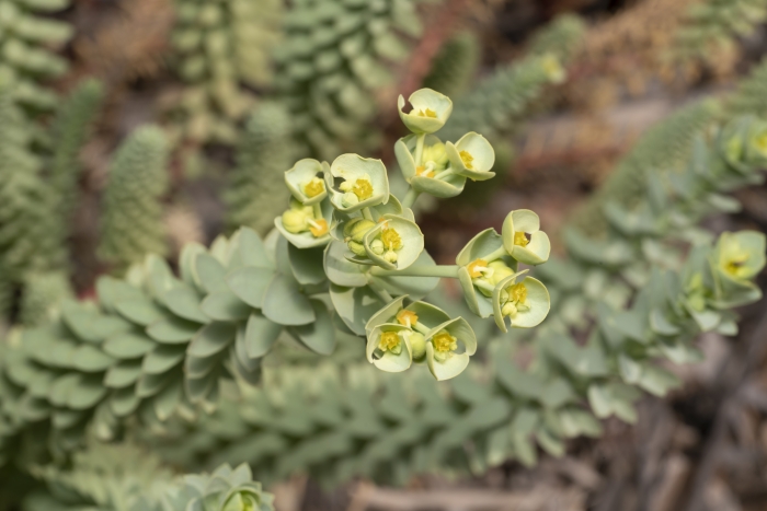 Euphorbia paralias image