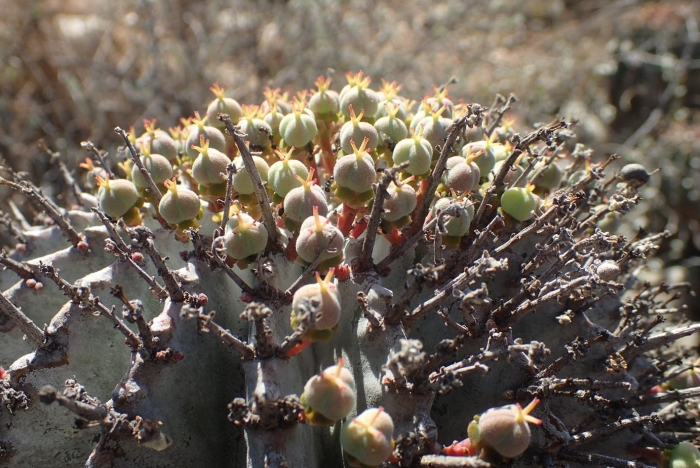 Euphorbia polygona image