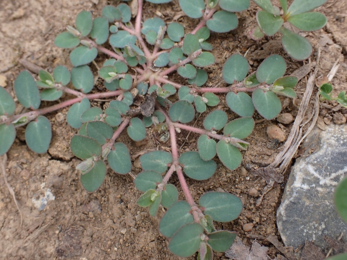 Euphorbia prostrata image
