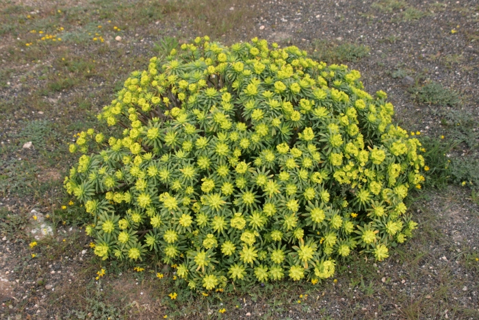 Euphorbia regis-jubae image