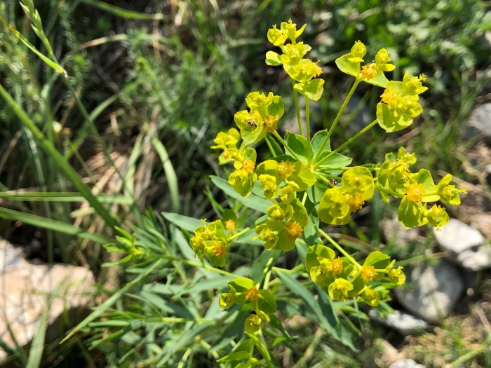 Euphorbia seguieriana image