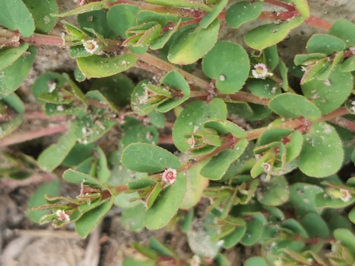 Euphorbia serpillifolia image
