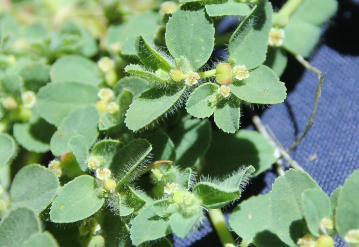Euphorbia serpyllifolia image