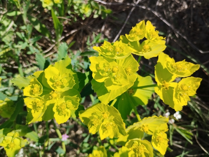 Euphorbia serrata image
