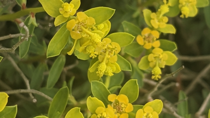 Euphorbia spinosa image