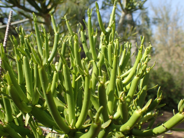 Euphorbia tirucalli image