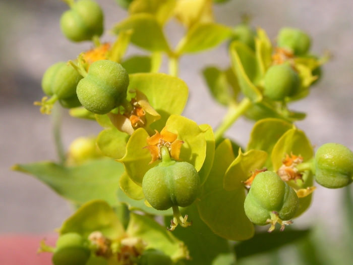 Euphorbia virgata image