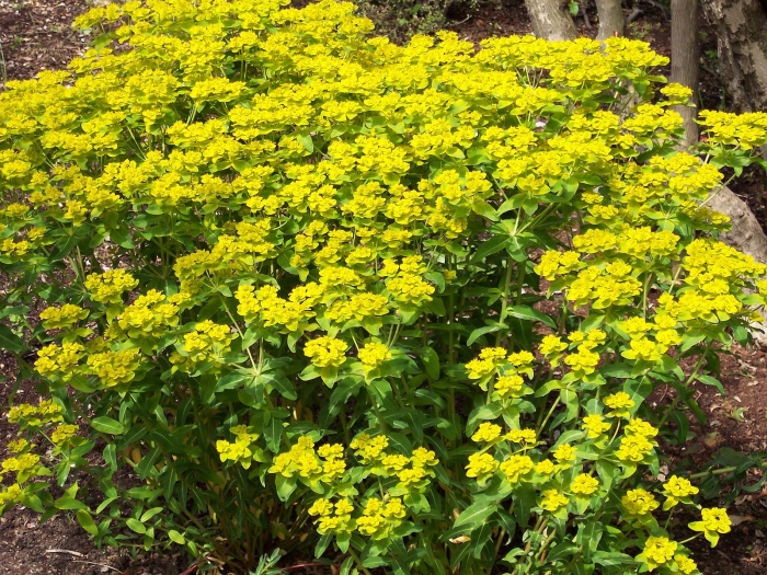 Euphorbia wallichii image