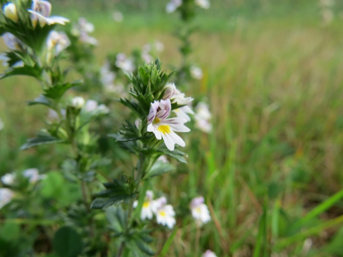 Euphrasia nemorosa image