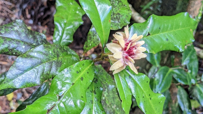 Eupomatia bennettii image
