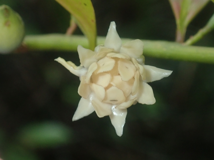 Eupomatia laurina image
