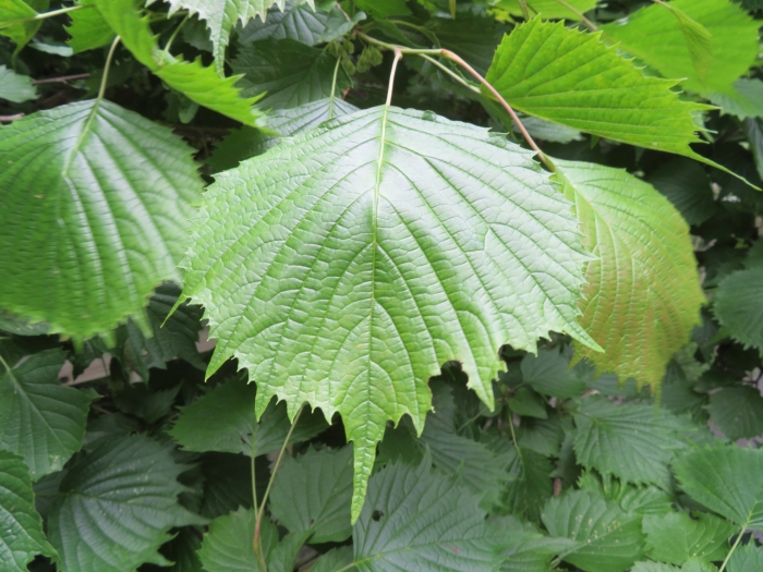 Euptelea polyandra image