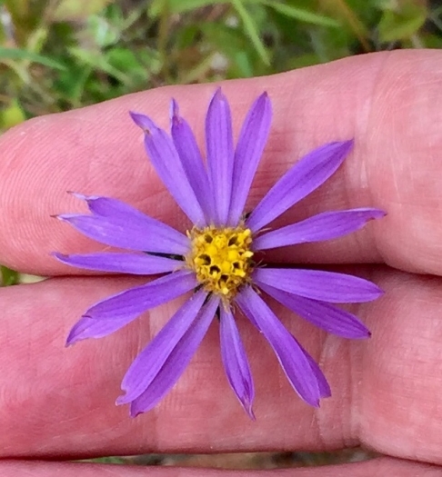 Eurybia paludosa image