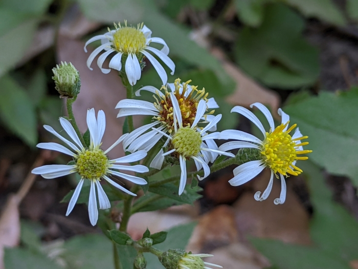 Eurybia radulina image