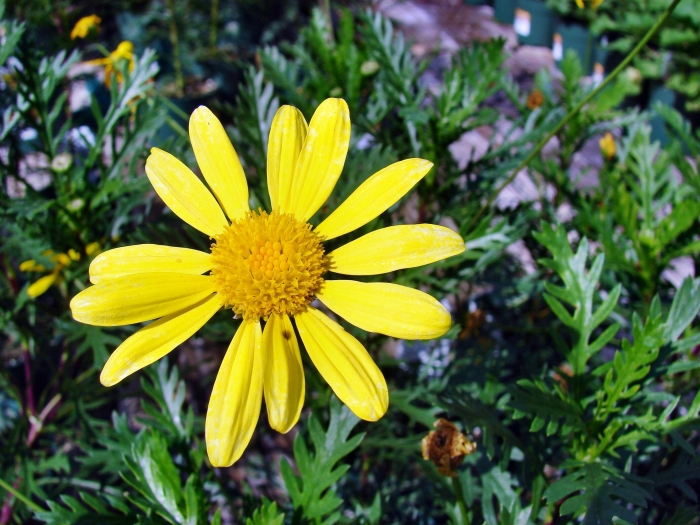 Euryops pectinatus image