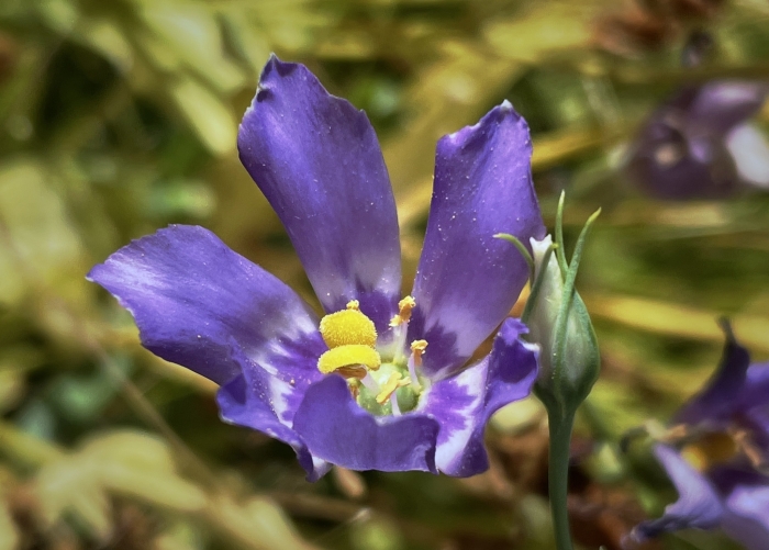 Eustoma exaltatum image