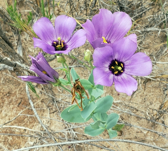 Eustoma exaltatum subsp. russellianum image